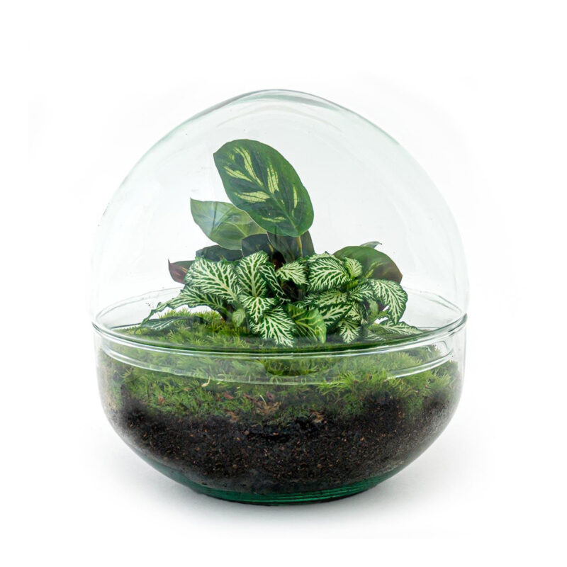 Planten Terrarium - Dome