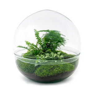 Planten Terrarium - Dome XL