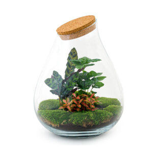 Planten Terrarium - Drop XL Rood