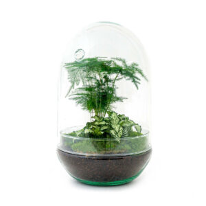 Planten Terrarium - Egg XL