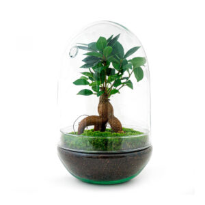 Planten Terrarium - Egg XL Bonsai