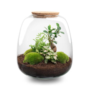 Planten Terrarium - Emma - Bonsai Pink