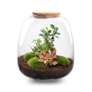 Planten Terrarium - Emma - Bonsai Red