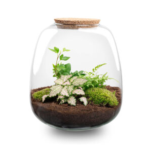 Planten Terrarium - Emma - Fittonia Pink Tiger