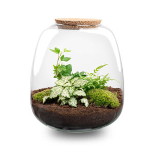 Planten Terrarium - Emma - Fittonia White Tiger