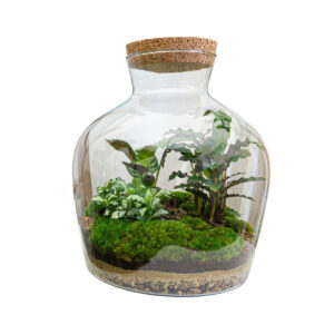 Planten Terrarium - Fat Joe