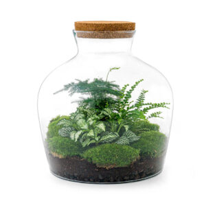 Planten Terrarium - Fat Joe Groen