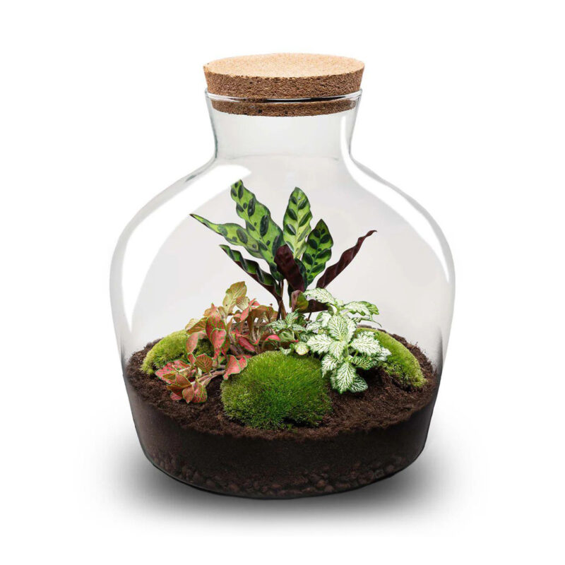 Planten Terrarium - Fat Joe Rood