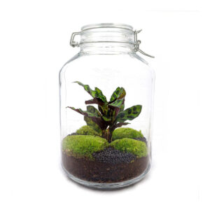 Planten Terrarium - Fles Calathea