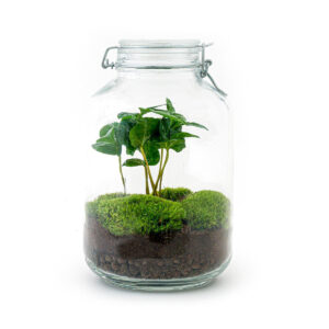 Planten Terrarium - Fles Coffea Arabica
