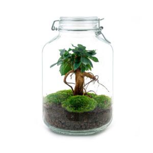 Planten Terrarium - Fles Ficus Ginseng bonsai