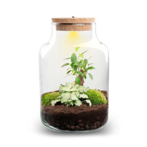 Planten Terrarium - Little Milky met LED