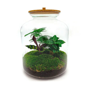 Planten Terrarium - Lukas