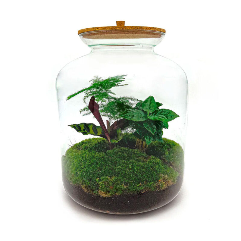 Planten Terrarium - Lukas