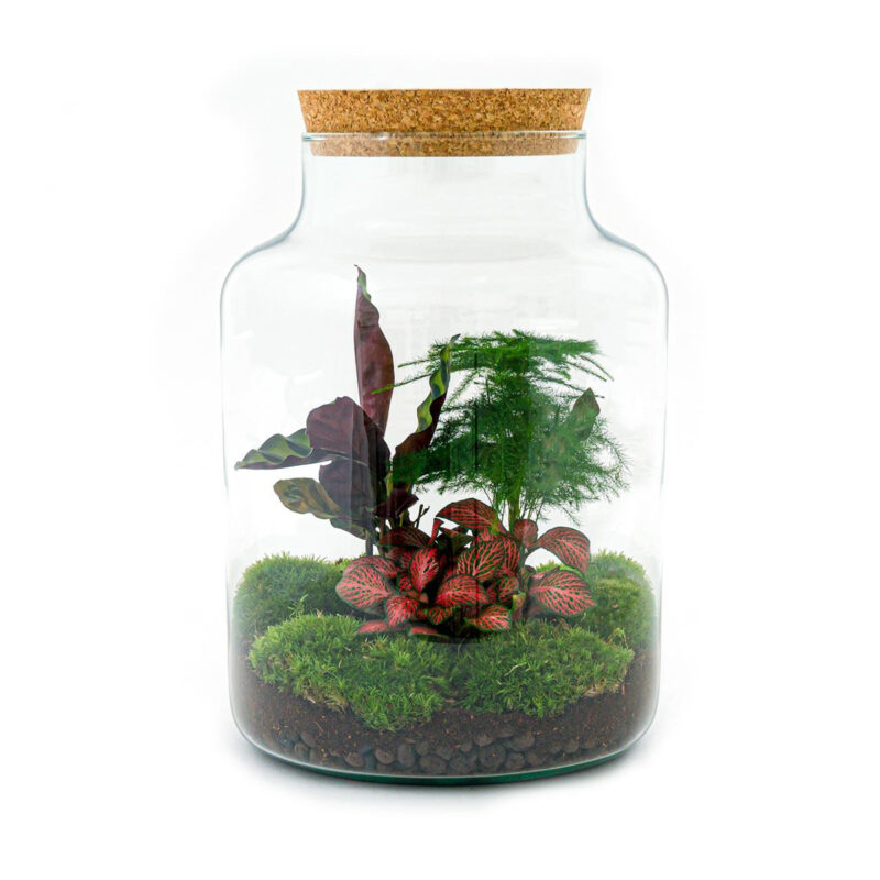 Planten Terrarium - Milky