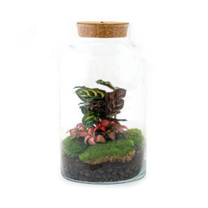 Planten Terrarium - Milky Calathea met LED + Onderhoudsset