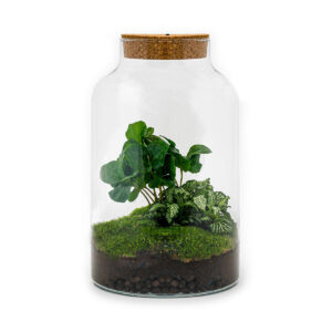 Planten Terrarium - Milky Coffea met LED + Onderhoudsset