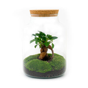 Planten Terrarium - Milky met bonsai