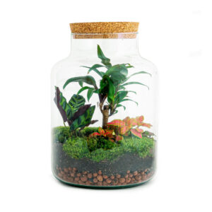 Planten Terrarium - Milky Palm