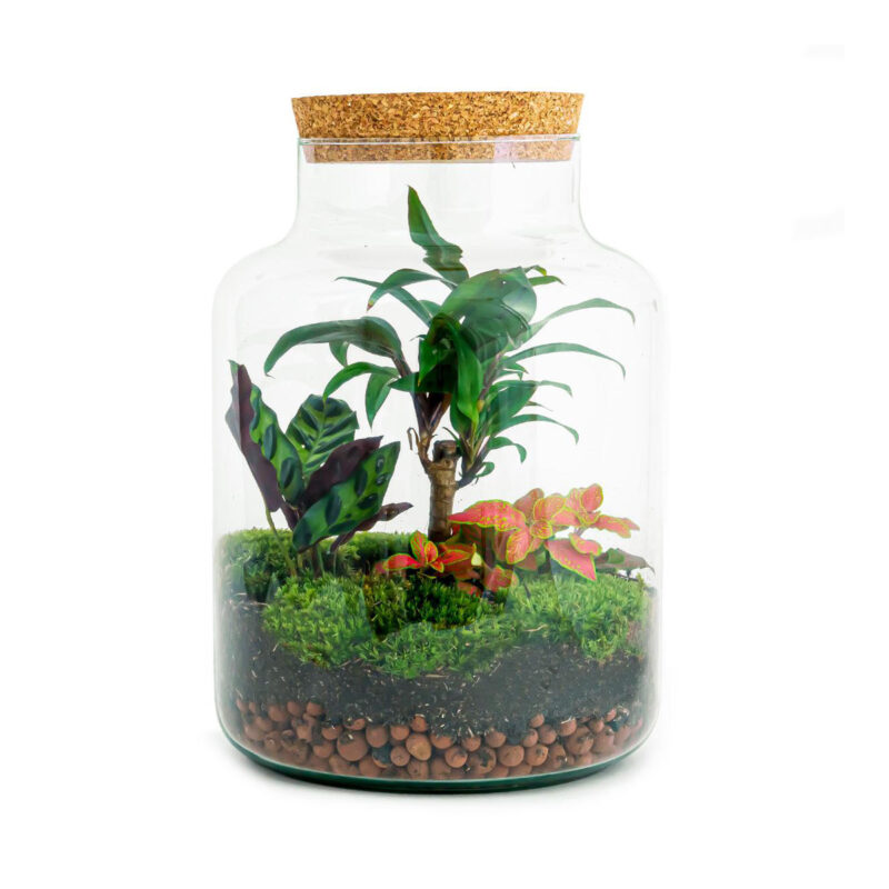Planten Terrarium - Milky Palm