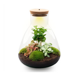 Planten Terrarium - Sam Coffea met LED