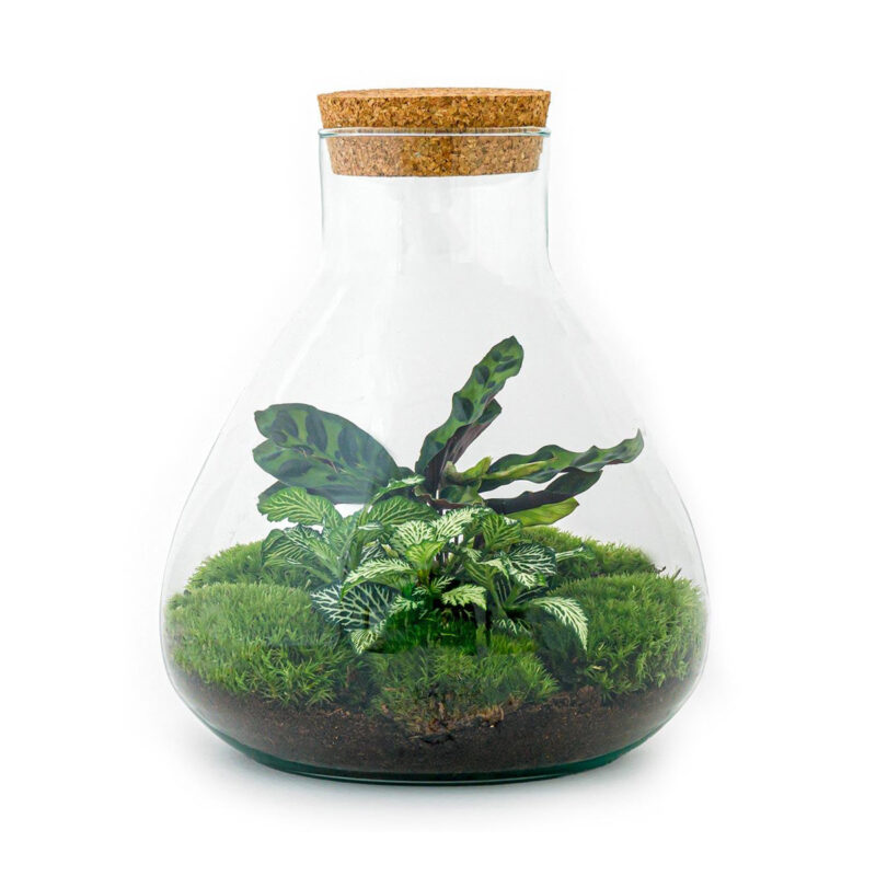 Planten Terrarium - Sammie