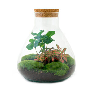 Planten Terrarium - Sammie Coffea