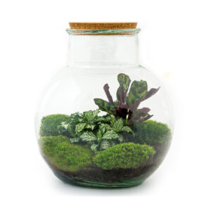 Planten Terrarium - Teddy