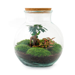 Planten Terrarium - Teddy Bonsai