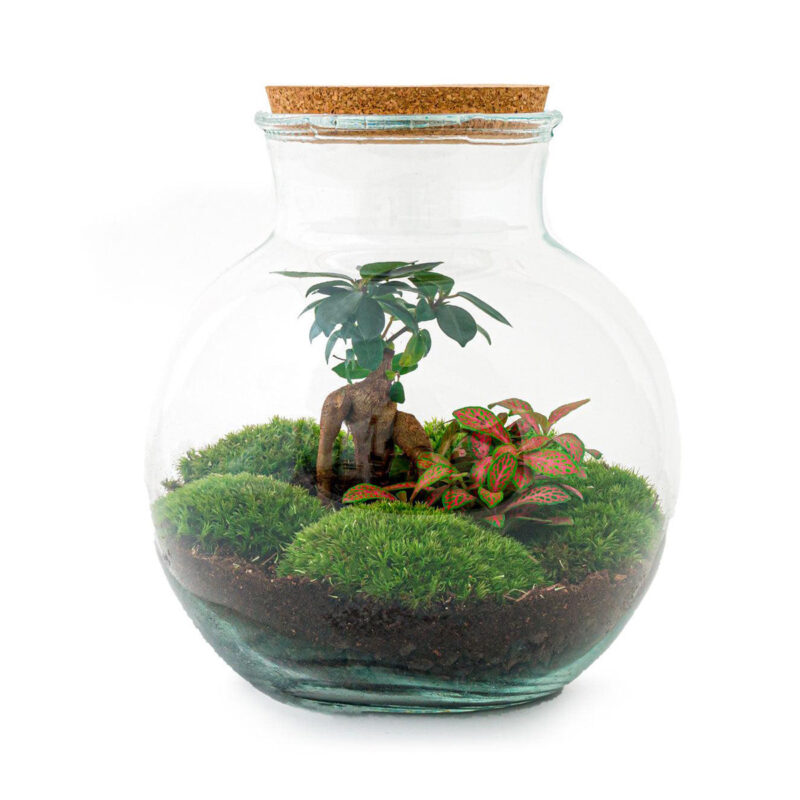 Planten Terrarium - Teddy Bonsai