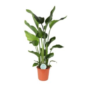 Strelitzia Nicolai 110cm