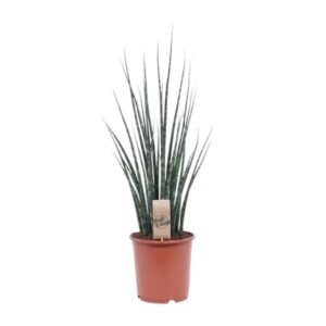 Sansevieria Fernwood Mikado 80cm