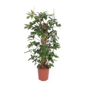 Philodendron Pedatum 130cm