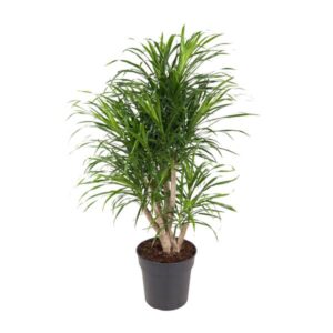 Dracaena Anita 100cm