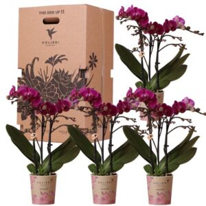 Surprise Box - 4 Orchideeën eenkleurig